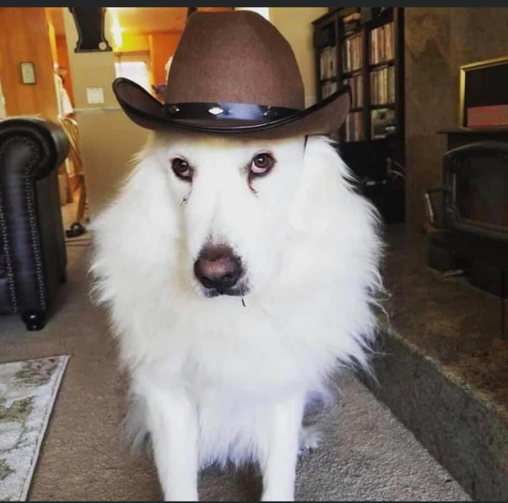 Marley (not really) enjoying his Halloween cowboy hat.