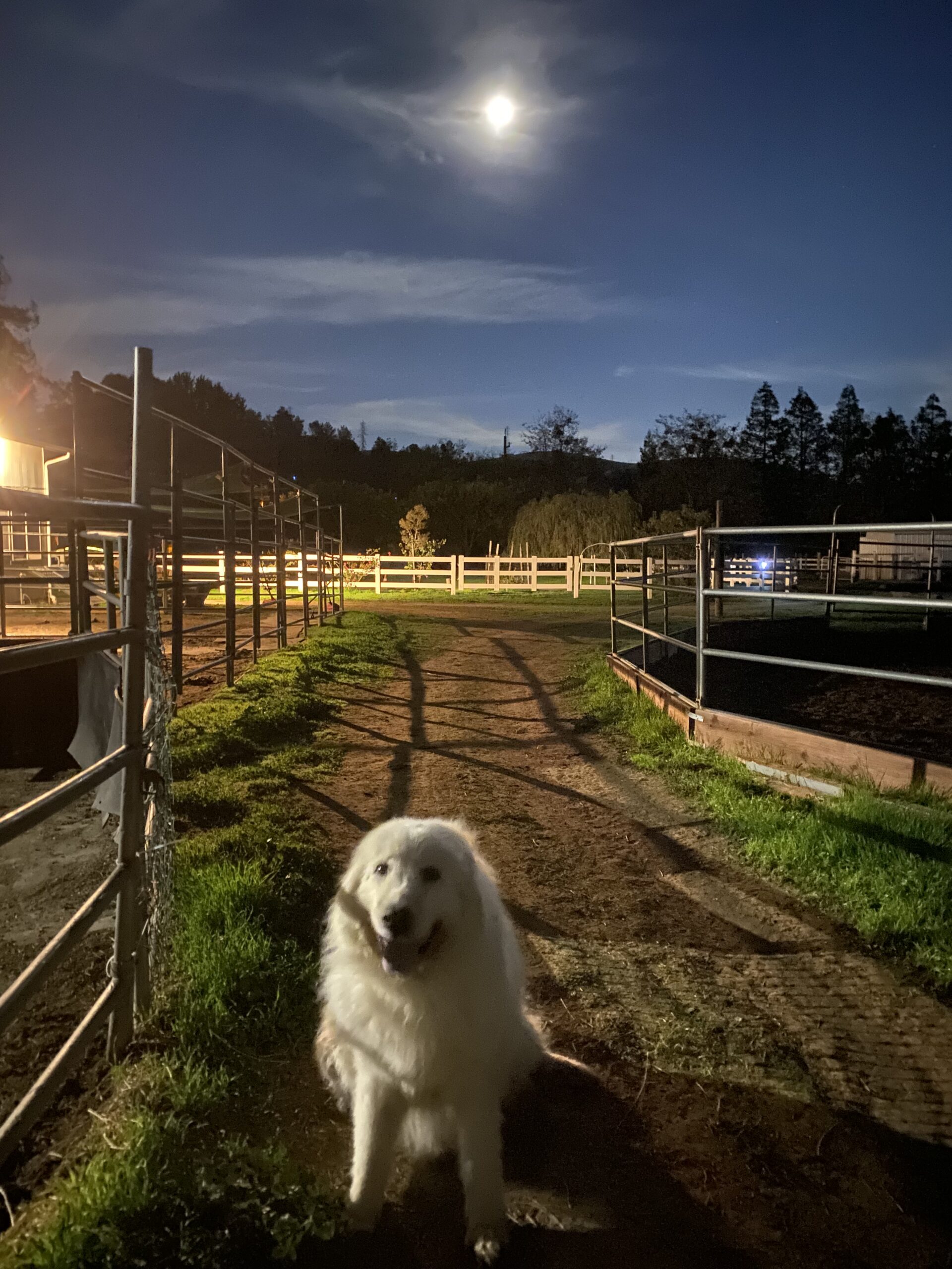Early evening with Marley on the ranch.