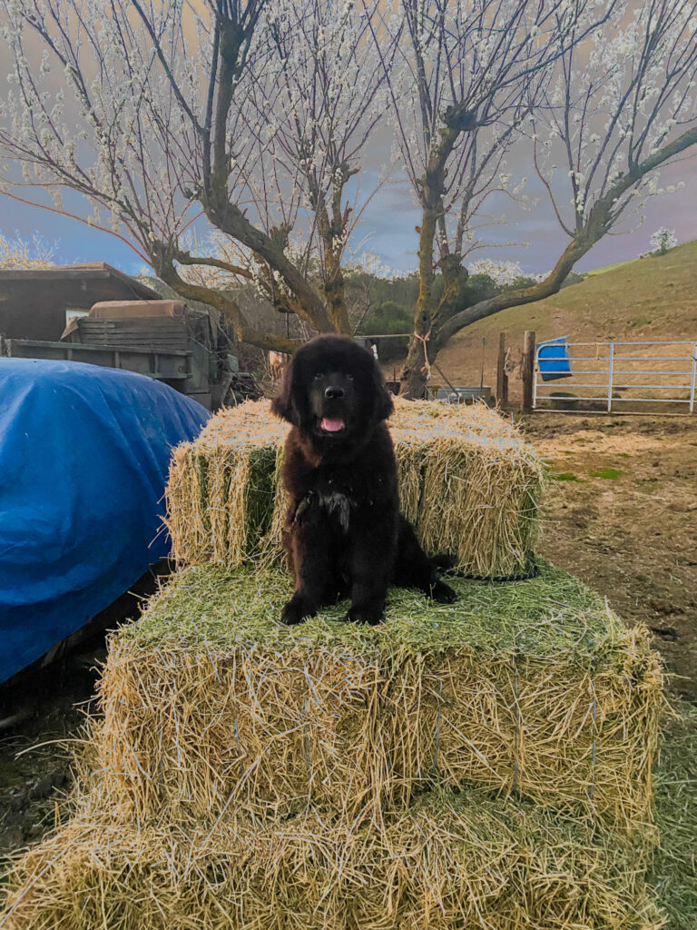Teenage Koda sitting on some bailed alfalfa.