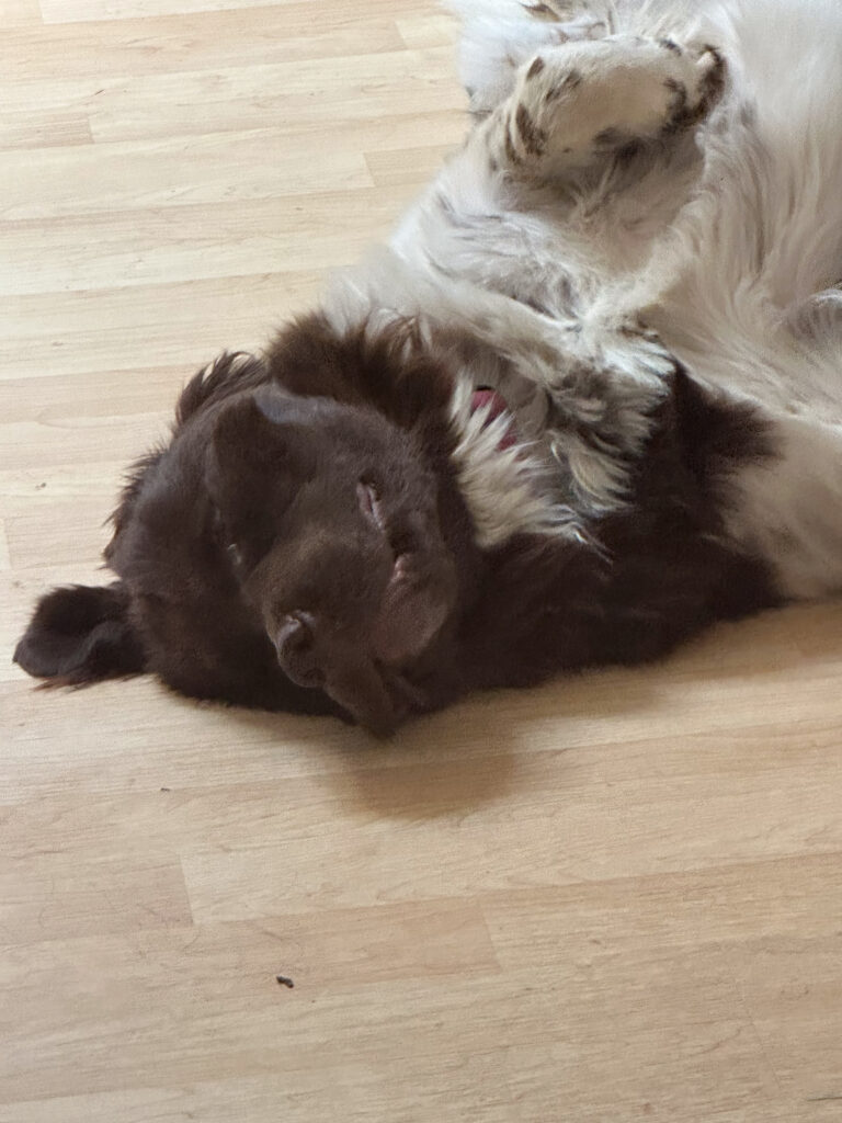 Luna taking a nap.