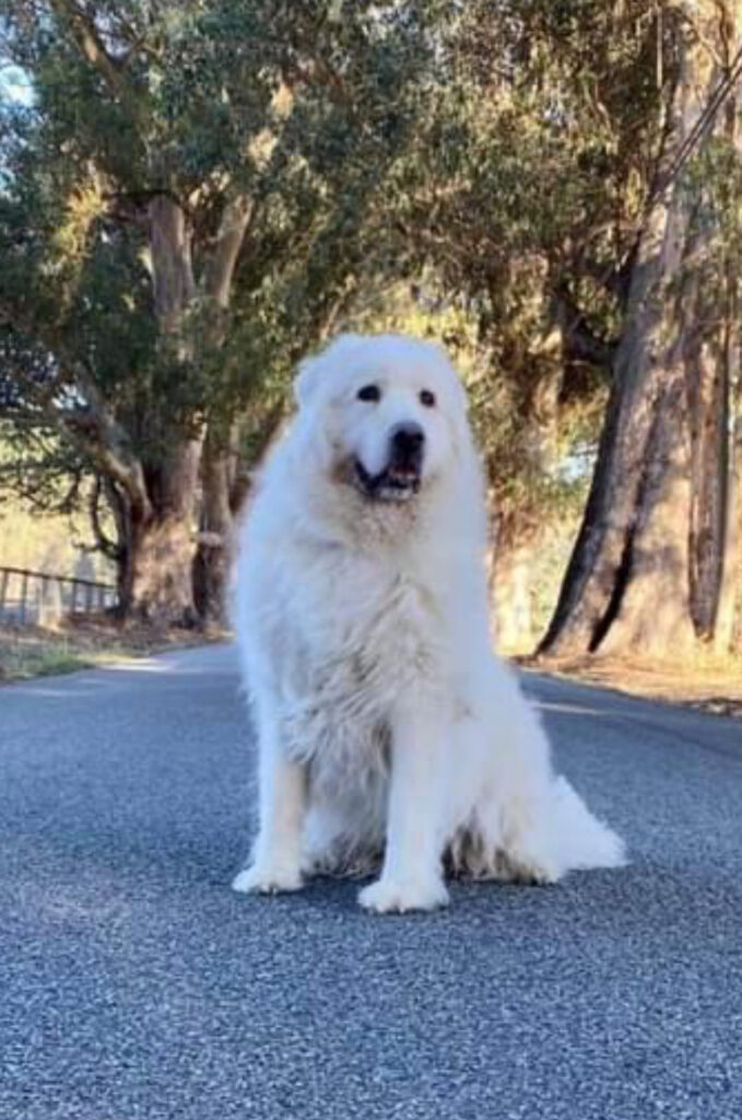 Marley posing for pics in the middle of a tree-lined road.