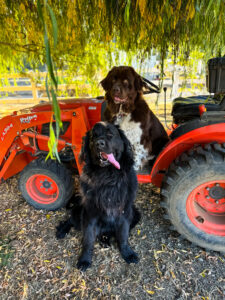 Koda and Luna posing with a tractor.