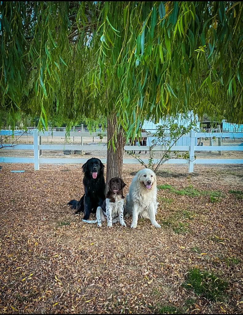 Marley, Koda, and Luna sitting under a weeping willow.